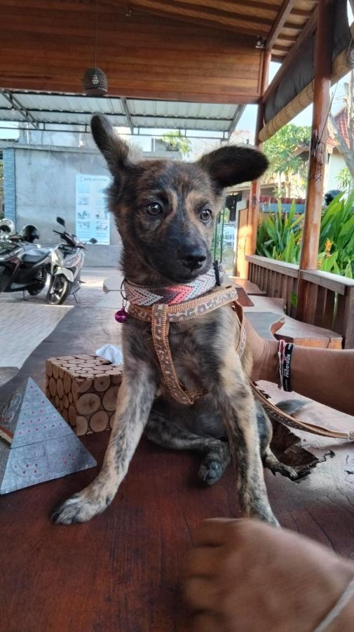 Dream Beach Hostel Lembongan Экстерьер фото